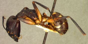 Media type: image; Entomology 22709   Aspect: habitus lateral view